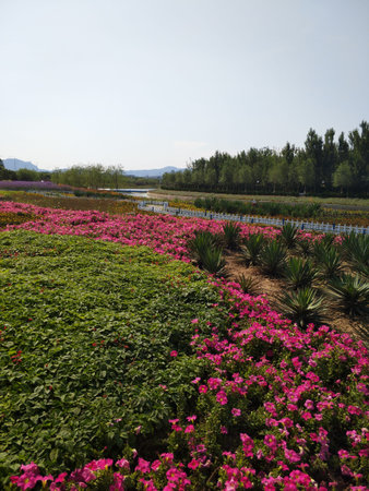 Flowers by the river