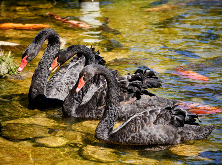 Black swans swimming in the lake. Beautiful black swans swimming in the lake.の写真素材