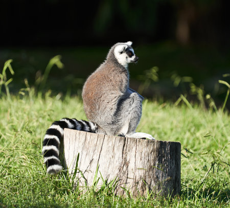 Ring-tailed lemur (Lemur catta) sitting on a stumpの写真素材