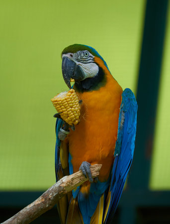 Blue-and-yellow macaw (Ara ararauna)の写真素材