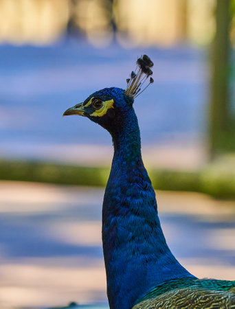 Peacock in the park, closeup of head and neckの写真素材