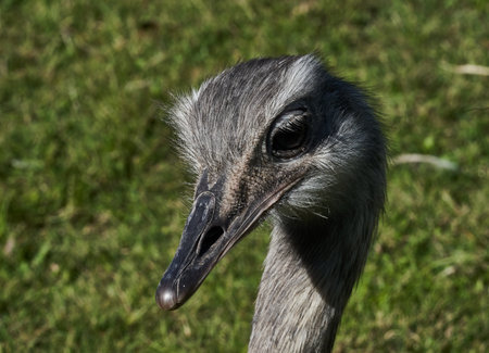 Portrait of an Ostrich (Struthio camelus)の写真素材