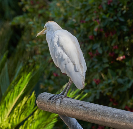White heron standing on a wooden railing in the garden in summerの写真素材