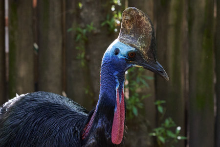 The cassowary, also known as the cassowary.の写真素材
