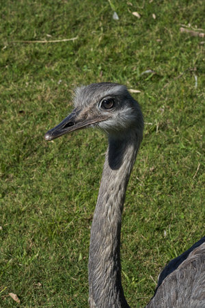 Ostrich - Rhea americana - close-up portraitの写真素材