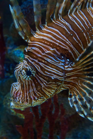 Close-up of a lionfish (Pterois miles)の写真素材