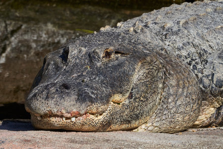 American alligator head close-up. American alligator (Caiman americanus).の写真素材