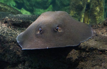 Close up of a stingray swimming in a water tank in a zooの写真素材