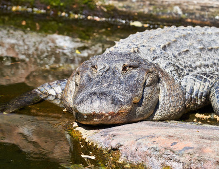 American alligator (Crocodylus americanus) resting in the waterの写真素材
