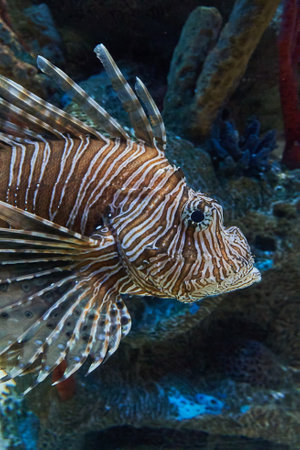 Lionfish (Pterois volitans) on a coral reefの写真素材