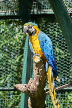 Blue-and-yellow macaw sitting on the perch.の写真素材