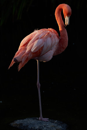 Greater flamingo standing on a rock in the water at nightの写真素材