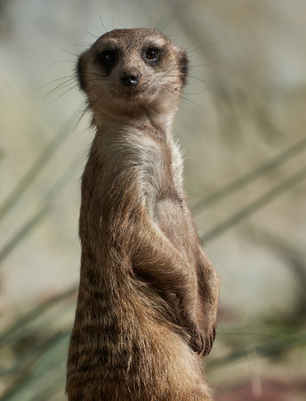 Meerkat (Suricata suricatta) standing uprightの写真素材
