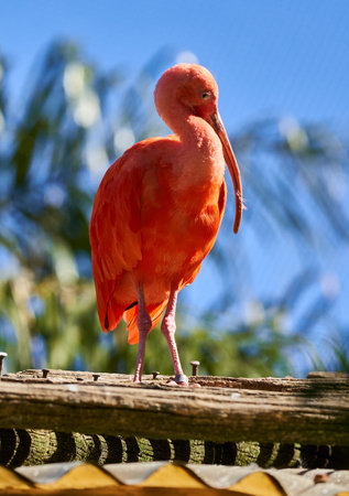 Scarlet ibis, Eudocimus ruber, standing on a wooden fenceの写真素材