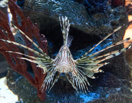 Pterois volitans (Lionfish) in the aquariumの写真素材