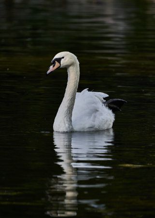 White swan swimming on the lake in front of dark background.の写真素材