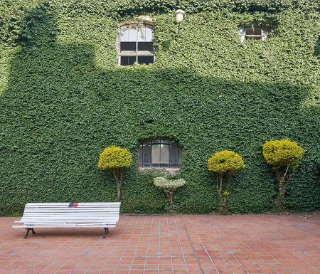 Bench in front of a wall covered with green ivy and plantsの写真素材