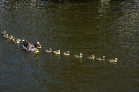 Duck family with ducklings swimming on the water in the parkの写真素材