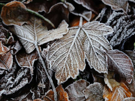 Autumn Leaves on trees frosted with frostのeditorial素材