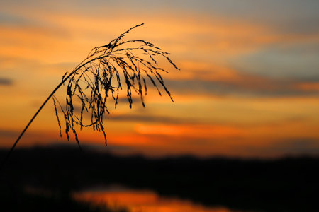 sunset in the lake on the gold sky