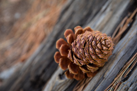 Pine Cone