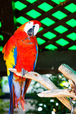Parrot San Diego Zooの写真素材