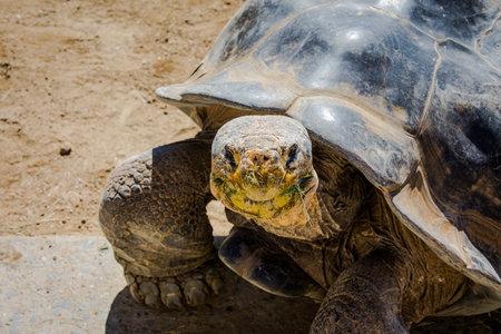 Turtle San Diego Zooの写真素材