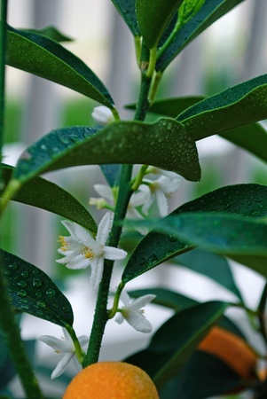 Citrus flower budの写真素材