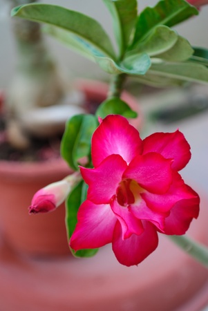 Rosy Adenium desert roseの写真素材