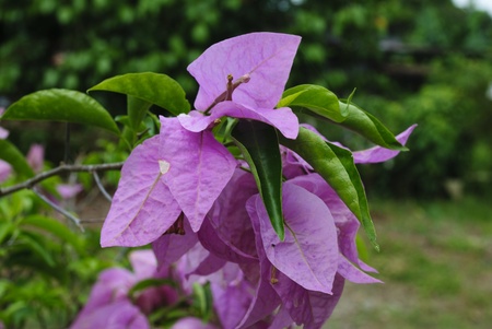 Purple Bougainvillea Close Upの写真素材