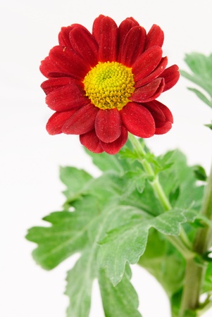 Red Chrysanthemum with foliageの写真素材