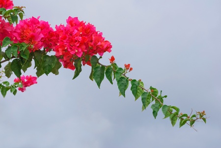 Red Bougainvillea isolated with white skyの写真素材