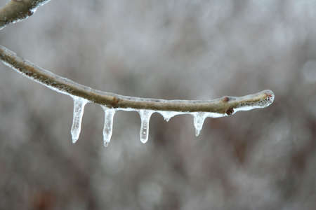 Ice coats, and forms frozen droplets on, the branches of deciduous trees following a winter storm in Sanatoga PA. 2007-12-14.の写真素材