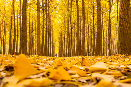 Beautiful scenery of ginkgo forest in autumn; natural scenery of ginkgo forestの写真素材