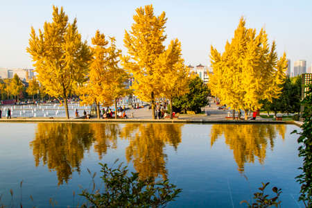 Beautiful scenery of ginkgo forest in autumn; natural scenery of ginkgo forestの写真素材