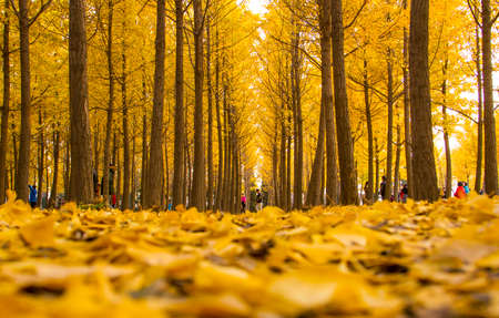 Beautiful scenery of ginkgo forest in autumn; natural scenery of ginkgo forestのeditorial素材