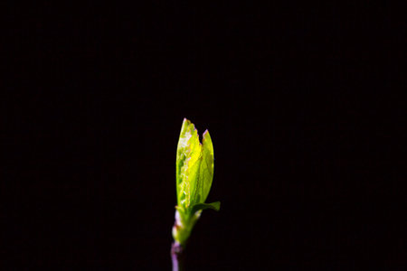 New leaves in early spring