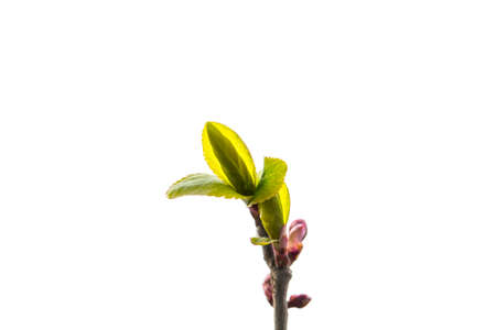 New leaves in early springの写真素材