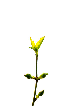 New leaves in early spring