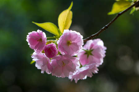 Spring flowers blooming in the parkの写真素材