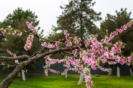 Spring flowers are blooming in the park