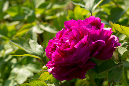 Peonyの写真素材