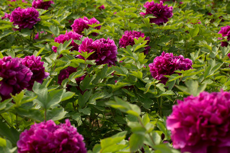 Peonyの写真素材