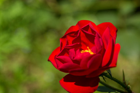 Rose flowerの写真素材