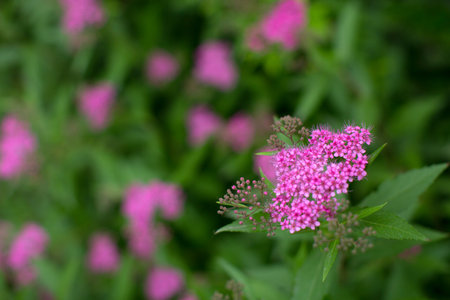 pink wildflowers