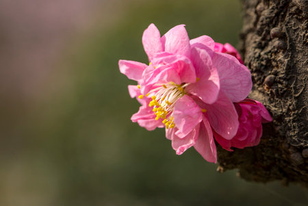 red plum blossomの写真素材