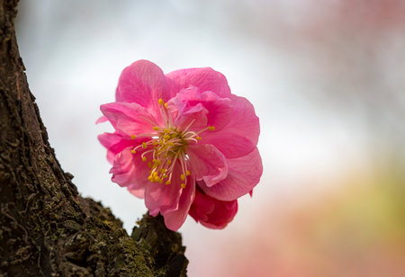 Red plum blossom close-upの写真素材