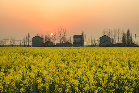 canola flower fieldの写真素材