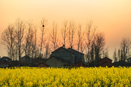 canola flower fieldの写真素材