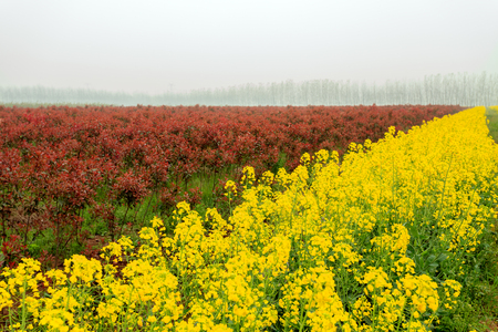 The spring field is full of vitalityの写真素材